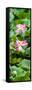 China 10MKm2 Collection - Lotus Flowers Garden-Philippe Hugonnard-Framed Stretched Canvas