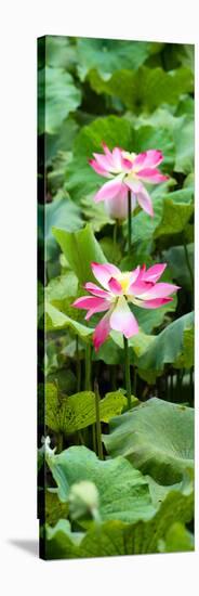 China 10MKm2 Collection - Lotus Flowers Garden-Philippe Hugonnard-Stretched Canvas