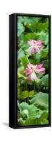 China 10MKm2 Collection - Lotus Flowers Garden-Philippe Hugonnard-Framed Stretched Canvas