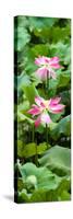 China 10MKm2 Collection - Lotus Flowers Garden-Philippe Hugonnard-Stretched Canvas