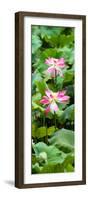 China 10MKm2 Collection - Lotus Flowers Garden-Philippe Hugonnard-Framed Photographic Print