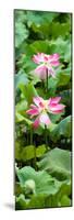 China 10MKm2 Collection - Lotus Flowers Garden-Philippe Hugonnard-Mounted Photographic Print