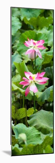 China 10MKm2 Collection - Lotus Flowers Garden-Philippe Hugonnard-Mounted Photographic Print
