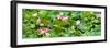 China 10MKm2 Collection - Lotus Flowers Garden-Philippe Hugonnard-Framed Photographic Print