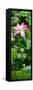 China 10MKm2 Collection - Lotus Flowers Garden-Philippe Hugonnard-Framed Stretched Canvas