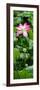 China 10MKm2 Collection - Lotus Flowers Garden-Philippe Hugonnard-Framed Photographic Print