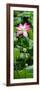 China 10MKm2 Collection - Lotus Flowers Garden-Philippe Hugonnard-Framed Photographic Print