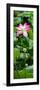 China 10MKm2 Collection - Lotus Flowers Garden-Philippe Hugonnard-Framed Photographic Print