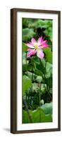 China 10MKm2 Collection - Lotus Flowers Garden-Philippe Hugonnard-Framed Photographic Print