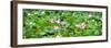 China 10MKm2 Collection - Lotus Flowers Garden-Philippe Hugonnard-Framed Photographic Print