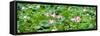 China 10MKm2 Collection - Lotus Flowers Garden-Philippe Hugonnard-Framed Stretched Canvas