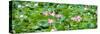 China 10MKm2 Collection - Lotus Flowers Garden-Philippe Hugonnard-Stretched Canvas