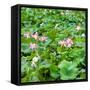 China 10MKm2 Collection - Lotus Flowers-Philippe Hugonnard-Framed Stretched Canvas