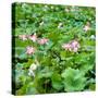 China 10MKm2 Collection - Lotus Flowers-Philippe Hugonnard-Stretched Canvas