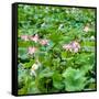 China 10MKm2 Collection - Lotus Flowers-Philippe Hugonnard-Framed Stretched Canvas