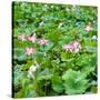 China 10MKm2 Collection - Lotus Flowers-Philippe Hugonnard-Stretched Canvas