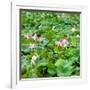 China 10MKm2 Collection - Lotus Flowers-Philippe Hugonnard-Framed Photographic Print