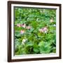 China 10MKm2 Collection - Lotus Flowers-Philippe Hugonnard-Framed Photographic Print