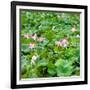 China 10MKm2 Collection - Lotus Flowers-Philippe Hugonnard-Framed Photographic Print