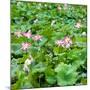 China 10MKm2 Collection - Lotus Flowers-Philippe Hugonnard-Mounted Photographic Print