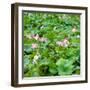 China 10MKm2 Collection - Lotus Flowers-Philippe Hugonnard-Framed Photographic Print