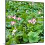 China 10MKm2 Collection - Lotus Flowers-Philippe Hugonnard-Mounted Photographic Print