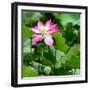 China 10MKm2 Collection - Lotus Flowers-Philippe Hugonnard-Framed Photographic Print