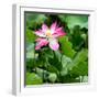 China 10MKm2 Collection - Lotus Flowers-Philippe Hugonnard-Framed Photographic Print