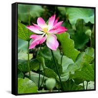 China 10MKm2 Collection - Lotus Flowers-Philippe Hugonnard-Framed Stretched Canvas