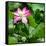 China 10MKm2 Collection - Lotus Flowers-Philippe Hugonnard-Framed Stretched Canvas