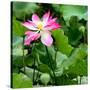 China 10MKm2 Collection - Lotus Flowers-Philippe Hugonnard-Stretched Canvas