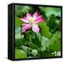 China 10MKm2 Collection - Lotus Flowers-Philippe Hugonnard-Framed Stretched Canvas