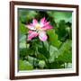 China 10MKm2 Collection - Lotus Flowers-Philippe Hugonnard-Framed Photographic Print