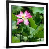 China 10MKm2 Collection - Lotus Flowers-Philippe Hugonnard-Framed Photographic Print