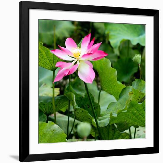 China 10MKm2 Collection - Lotus Flowers-Philippe Hugonnard-Framed Photographic Print