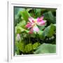 China 10MKm2 Collection - Lotus Flowers-Philippe Hugonnard-Framed Photographic Print