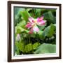 China 10MKm2 Collection - Lotus Flowers-Philippe Hugonnard-Framed Photographic Print