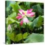 China 10MKm2 Collection - Lotus Flowers-Philippe Hugonnard-Stretched Canvas