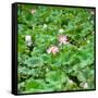 China 10MKm2 Collection - Lotus Flowers-Philippe Hugonnard-Framed Stretched Canvas