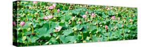 China 10MKm2 Collection - Lotus Flowers-Philippe Hugonnard-Stretched Canvas