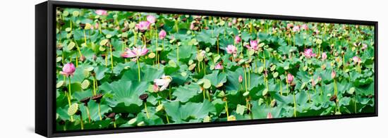 China 10MKm2 Collection - Lotus Flowers-Philippe Hugonnard-Framed Stretched Canvas