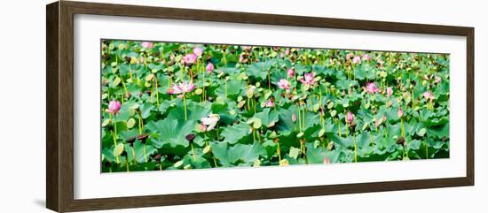 China 10MKm2 Collection - Lotus Flowers-Philippe Hugonnard-Framed Photographic Print