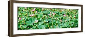 China 10MKm2 Collection - Lotus Flowers-Philippe Hugonnard-Framed Photographic Print