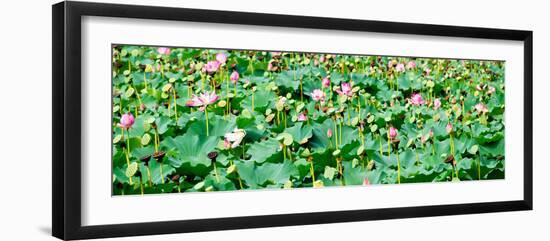 China 10MKm2 Collection - Lotus Flowers-Philippe Hugonnard-Framed Photographic Print