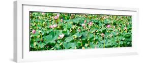 China 10MKm2 Collection - Lotus Flowers-Philippe Hugonnard-Framed Photographic Print