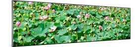 China 10MKm2 Collection - Lotus Flowers-Philippe Hugonnard-Mounted Photographic Print