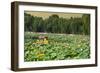 China 10MKm2 Collection - Lotus Flowers-Philippe Hugonnard-Framed Photographic Print