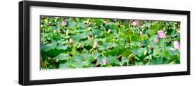 China 10MKm2 Collection - Lotus Flowers-Philippe Hugonnard-Framed Photographic Print