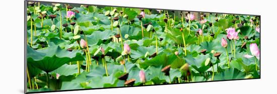 China 10MKm2 Collection - Lotus Flowers-Philippe Hugonnard-Mounted Photographic Print
