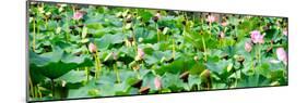 China 10MKm2 Collection - Lotus Flowers-Philippe Hugonnard-Mounted Photographic Print